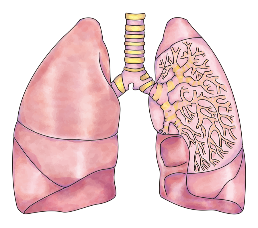 Two healthy lungs joined to a windpipe, with the branching airways showing softly inside one lung.
