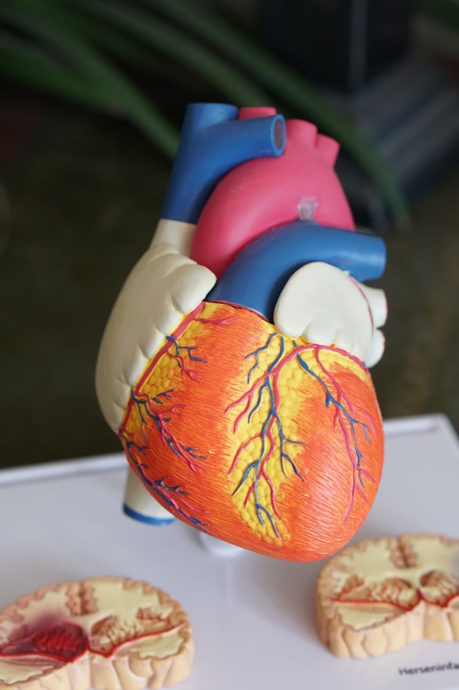 Anatomical model of the human heart used in cardiac education